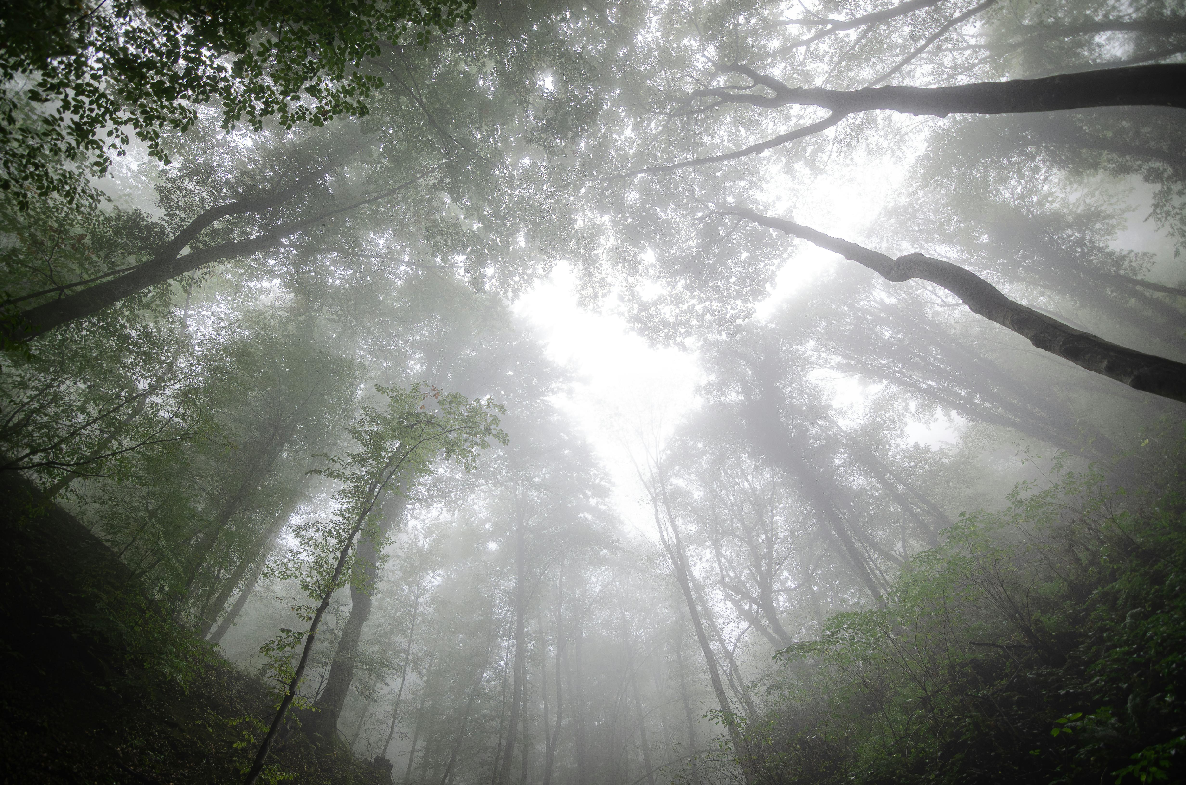 Mobile-first template preview